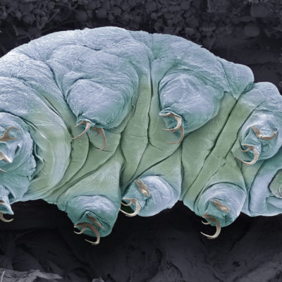 tardigrades