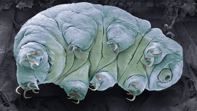 tardigrades